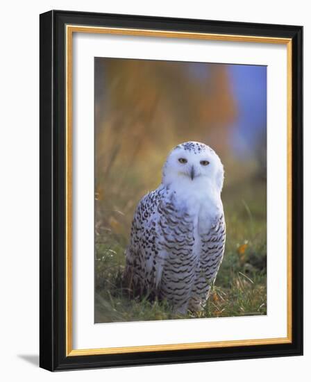 Snowy Owl, Alaska, USA-David Tipling-Framed Photographic Print