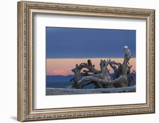 Snowy Owl at Dusk, Glowing Mount Rainier-Ken Archer-Framed Photographic Print