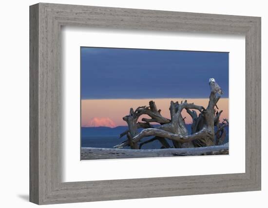 Snowy Owl at Dusk, Glowing Mount Rainier-Ken Archer-Framed Photographic Print