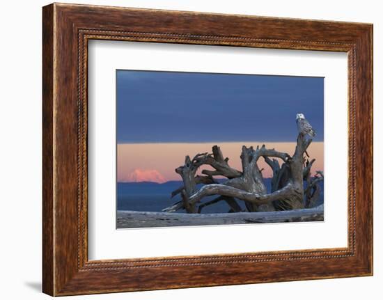 Snowy Owl at Dusk, Glowing Mount Rainier-Ken Archer-Framed Photographic Print