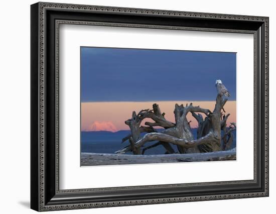 Snowy Owl at Dusk, Glowing Mount Rainier-Ken Archer-Framed Photographic Print