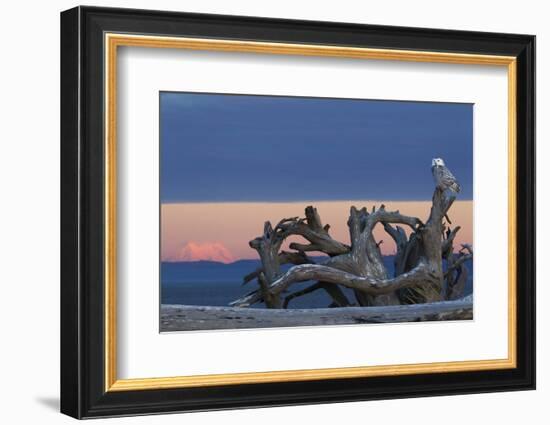 Snowy Owl at Dusk, Glowing Mount Rainier-Ken Archer-Framed Photographic Print