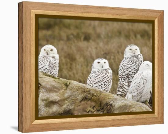 Snowy Owl, Boundary Bay, British Columbia, Canada-Rick A. Brown-Framed Premier Image Canvas