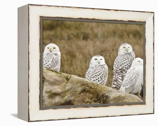 Snowy Owl, Boundary Bay, British Columbia, Canada-Rick A. Brown-Framed Premier Image Canvas