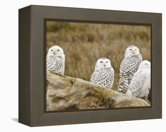 Snowy Owl, Boundary Bay, British Columbia, Canada-Rick A. Brown-Framed Premier Image Canvas