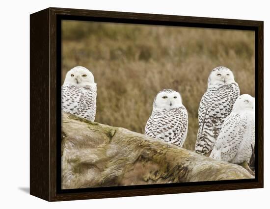 Snowy Owl, Boundary Bay, British Columbia, Canada-Rick A. Brown-Framed Premier Image Canvas