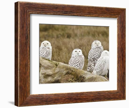 Snowy Owl, Boundary Bay, British Columbia, Canada-Rick A. Brown-Framed Photographic Print