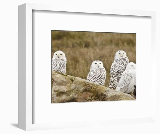 Snowy Owl, Boundary Bay, British Columbia, Canada-Rick A. Brown-Framed Photographic Print