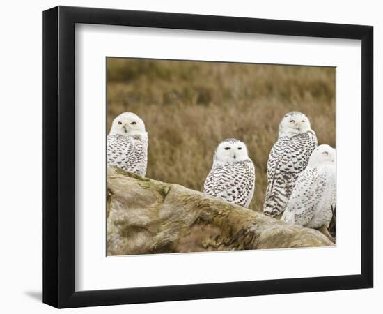 Snowy Owl, Boundary Bay, British Columbia, Canada-Rick A. Brown-Framed Photographic Print