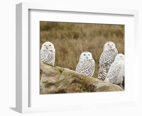 Snowy Owl, Boundary Bay, British Columbia, Canada-Rick A. Brown-Framed Photographic Print