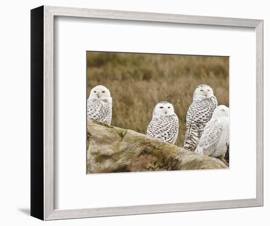 Snowy Owl, Boundary Bay, British Columbia, Canada-Rick A. Brown-Framed Photographic Print