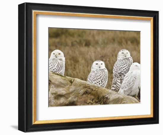 Snowy Owl, Boundary Bay, British Columbia, Canada-Rick A. Brown-Framed Photographic Print