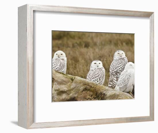 Snowy Owl, Boundary Bay, British Columbia, Canada-Rick A. Brown-Framed Photographic Print