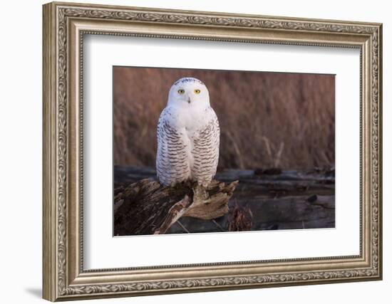 Snowy Owl, British Columbia, Canada-Art Wolfe-Framed Photographic Print