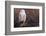 Snowy Owl, British Columbia, Canada-Art Wolfe-Framed Photographic Print