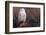 Snowy Owl, British Columbia, Canada-Art Wolfe-Framed Photographic Print