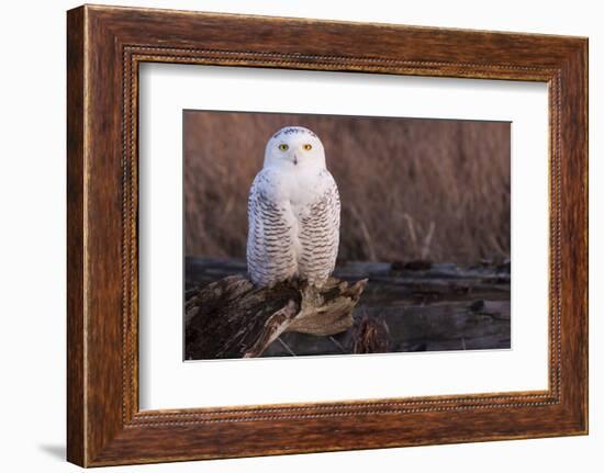 Snowy Owl, British Columbia, Canada-Art Wolfe-Framed Photographic Print