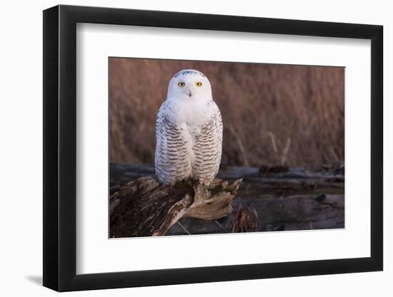 Snowy Owl, British Columbia, Canada-Art Wolfe-Framed Photographic Print