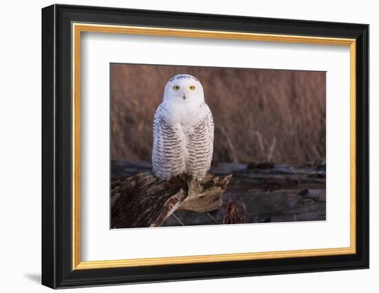 Snowy Owl, British Columbia, Canada-Art Wolfe-Framed Photographic Print