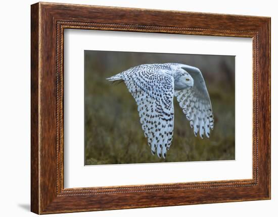 Snowy owl, British Columbia, Canada-Art Wolfe-Framed Photographic Print