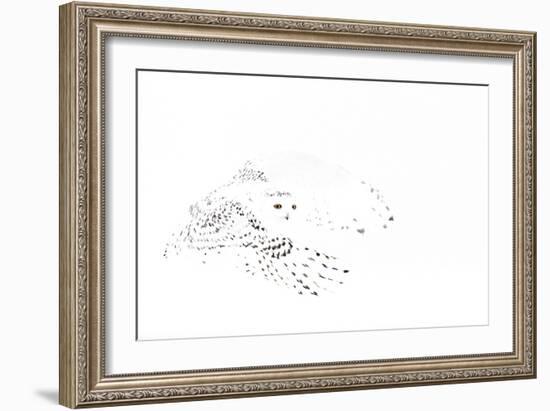 Snowy owl (Bubo scandiaca) female in flight,Canada-Markus Varesvuo-Framed Photographic Print