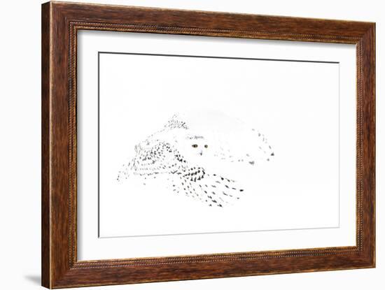 Snowy owl (Bubo scandiaca) female in flight,Canada-Markus Varesvuo-Framed Photographic Print