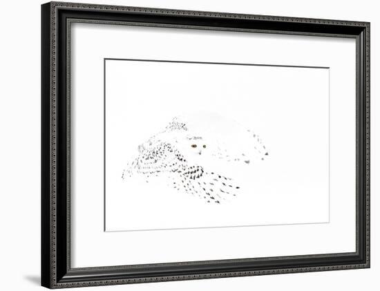 Snowy owl (Bubo scandiaca) female in flight,Canada-Markus Varesvuo-Framed Photographic Print