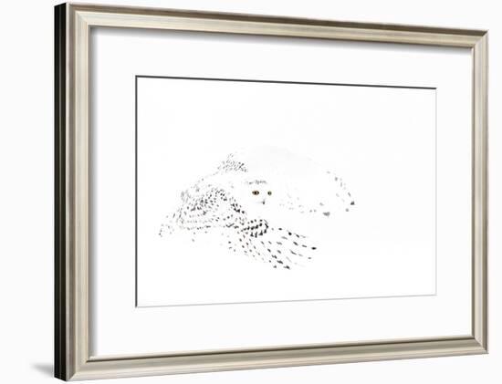 Snowy owl (Bubo scandiaca) female in flight,Canada-Markus Varesvuo-Framed Photographic Print