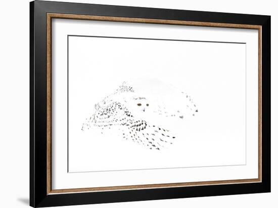 Snowy owl (Bubo scandiaca) female in flight,Canada-Markus Varesvuo-Framed Photographic Print