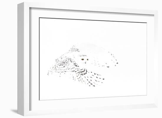 Snowy owl (Bubo scandiaca) female in flight,Canada-Markus Varesvuo-Framed Photographic Print