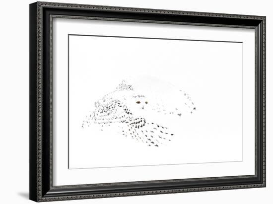 Snowy owl (Bubo scandiaca) female in flight,Canada-Markus Varesvuo-Framed Photographic Print