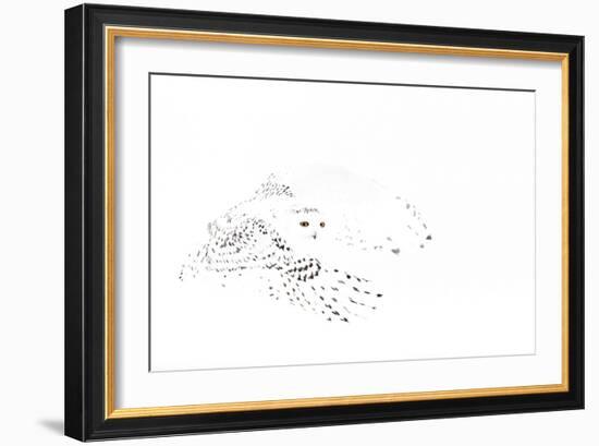 Snowy owl (Bubo scandiaca) female in flight,Canada-Markus Varesvuo-Framed Photographic Print