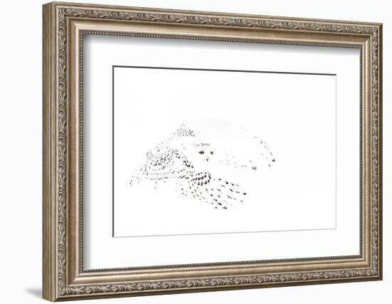 Snowy owl (Bubo scandiaca) female in flight,Canada-Markus Varesvuo-Framed Photographic Print