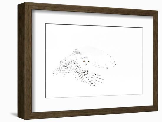 Snowy owl (Bubo scandiaca) female in flight,Canada-Markus Varesvuo-Framed Photographic Print