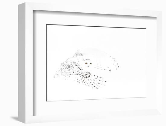 Snowy owl (Bubo scandiaca) female in flight,Canada-Markus Varesvuo-Framed Photographic Print