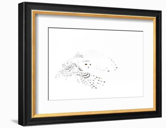 Snowy owl (Bubo scandiaca) female in flight,Canada-Markus Varesvuo-Framed Photographic Print