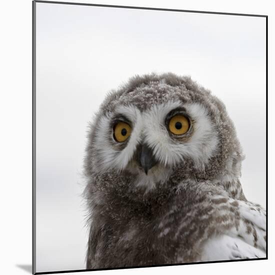Snowy Owl (Bubo Scandiacus) Fledgling Portrait, Wrangel Island, Far Eastern Russia, August-Sergey Gorshkov-Mounted Photographic Print