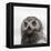 Snowy Owl (Bubo Scandiacus) Fledgling Portrait, Wrangel Island, Far Eastern Russia, August-Sergey Gorshkov-Framed Premier Image Canvas