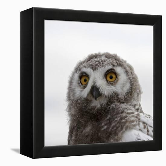 Snowy Owl (Bubo Scandiacus) Fledgling Portrait, Wrangel Island, Far Eastern Russia, August-Sergey Gorshkov-Framed Premier Image Canvas