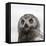 Snowy Owl (Bubo Scandiacus) Fledgling Portrait, Wrangel Island, Far Eastern Russia, August-Sergey Gorshkov-Framed Premier Image Canvas