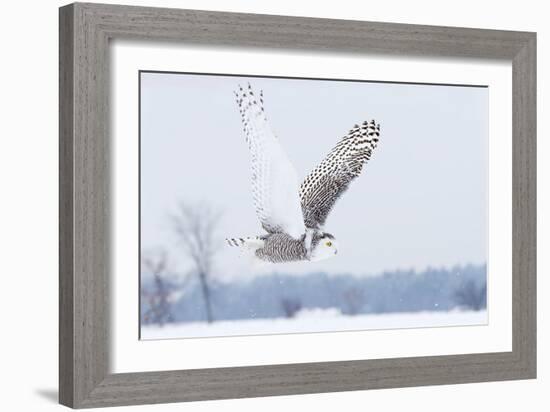 Snowy Owl (Bubo Scandiacus) Flies over a Snowy Field-Jim Cumming-Framed Photographic Print