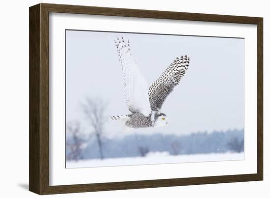 Snowy Owl (Bubo Scandiacus) Flies over a Snowy Field-Jim Cumming-Framed Photographic Print