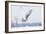 Snowy Owl (Bubo Scandiacus) Flies over a Snowy Field-Jim Cumming-Framed Photographic Print