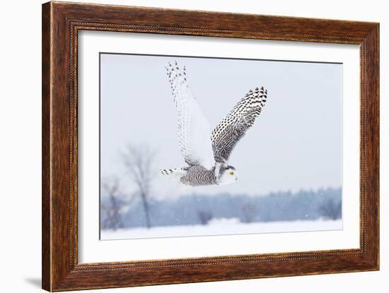 Snowy Owl (Bubo Scandiacus) Flies over a Snowy Field-Jim Cumming-Framed Photographic Print