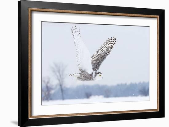 Snowy Owl (Bubo Scandiacus) Flies over a Snowy Field-Jim Cumming-Framed Photographic Print