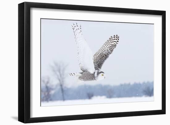 Snowy Owl (Bubo Scandiacus) Flies over a Snowy Field-Jim Cumming-Framed Photographic Print