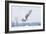 Snowy Owl (Bubo Scandiacus) Flies over a Snowy Field-Jim Cumming-Framed Photographic Print