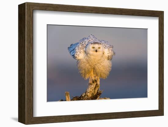 Snowy Owl (Bubo Scandiacus) Fluffing Feathers-Gerrit Vyn-Framed Photographic Print