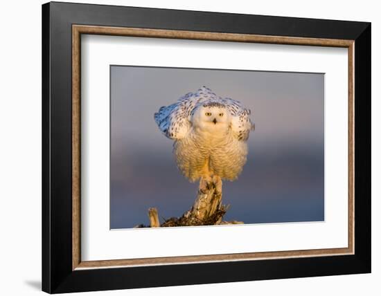 Snowy Owl (Bubo Scandiacus) Fluffing Feathers-Gerrit Vyn-Framed Photographic Print