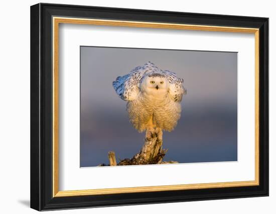 Snowy Owl (Bubo Scandiacus) Fluffing Feathers-Gerrit Vyn-Framed Photographic Print